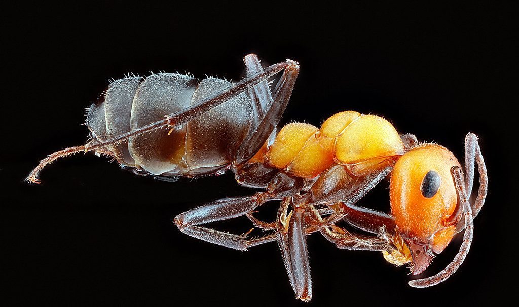 Ant Control service in Castro Valley, CA