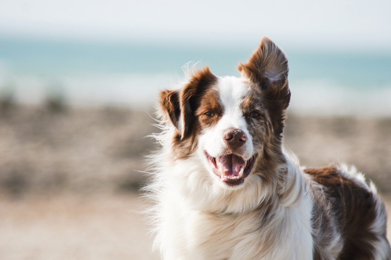 Flea & Tick Control service in Castro Valley, CA