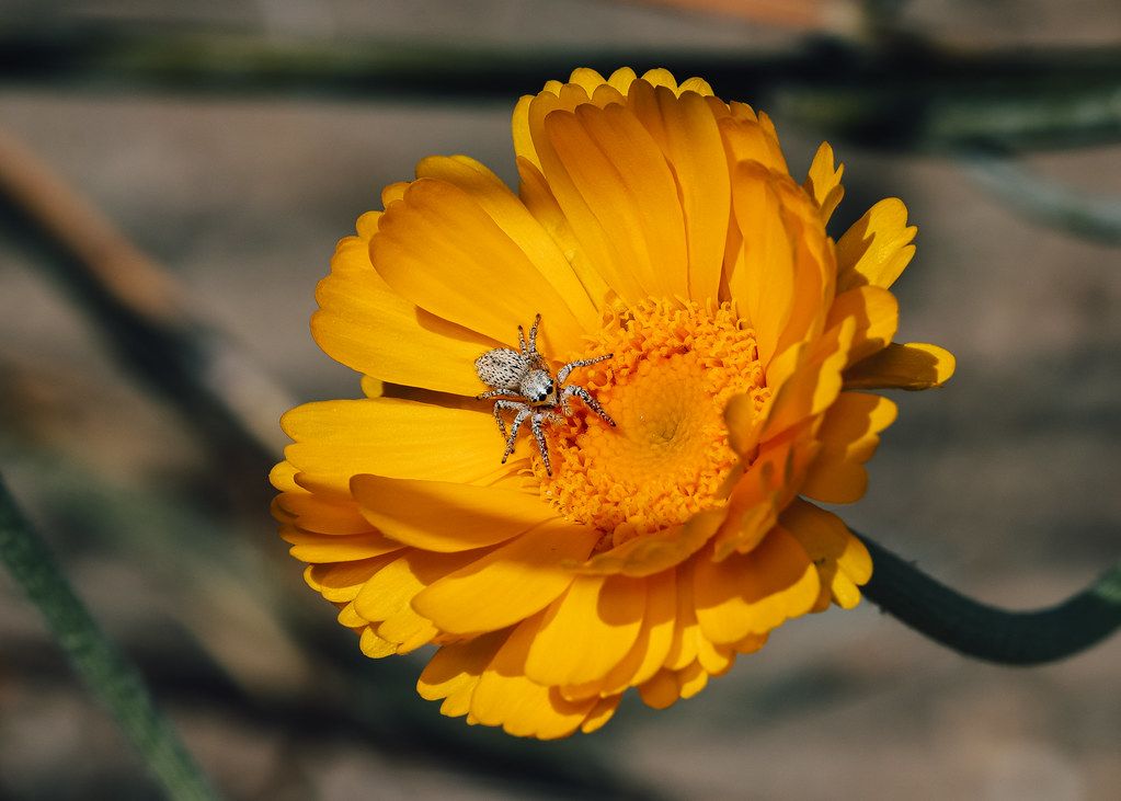 Spider Control service in Castro Valley, CA